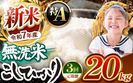 【栃木県共通返礼品】【令和7年度新米先行予約】栃木県産コシヒカリ 無洗米 20kg 定期便3回 | 定期便 お米 米 こめ 洗米 新米 無洗米 コシヒカリ こしひかり 美味しい お弁当 選べる ふるさと 納税 栃木県 矢板市