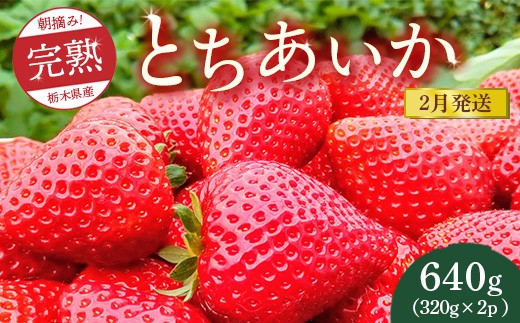 【先行予約】【2月発送】朝摘み！完熟とちあいか 640g（320g×2p）　※離島への配送不可　※2026年2月上旬～2月下旬頃に順次発送予定
