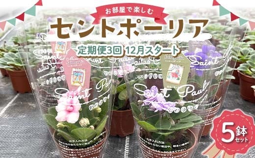 お部屋で楽しむセントポーリア5鉢セット（定期便3回 2025年12月スタート） 花 はな 栽培 インテリア 岐阜県 坂祝町 さかほぎ F6M-299