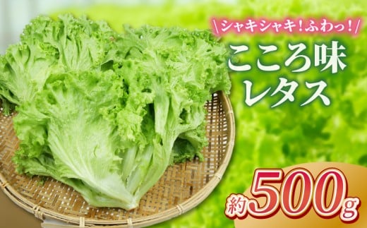 野菜 レタス こころ味レタス 約 500g リーフレタス 新鮮 摘みたて 就労支援 こころみファーム 産地直送 産直 静岡県 沼津市