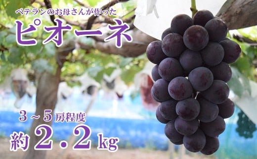【フルーツ王国山梨】ピオーネ　約２．２ｋｇ（３～５房）　 葡萄 ブドウ ぶどう 果物 くだもの 山梨 やまなし フルーツ 富士川町