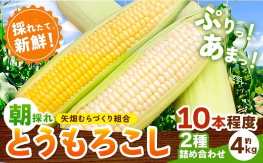 とうもろこし 恵味 白い恵味 約4kg 10本入り 朝採れ クール便 野木町産 矢畑むらづくり組合 《2026年6月下旬-7月下旬頃出荷》栃木県 野木町 トウモロコシ 野菜