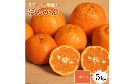 [先行予約]Lサイズ ぽんかん 5kg
