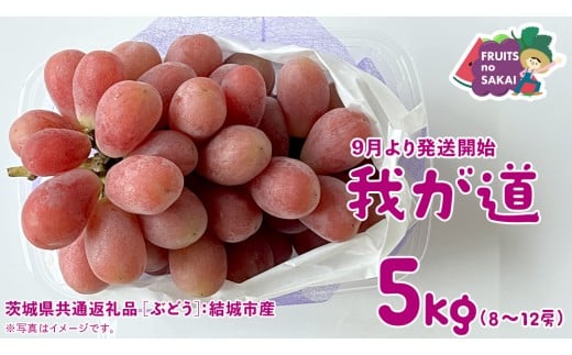 我が道 5kg （8～12房）【2025年9月より発送開始】（茨城県共通返礼品 [ぶどう]：結城市産） 葡萄 赤ぶどう 旬 お取り寄せ フルーツ 希少品種 新品種 デザート