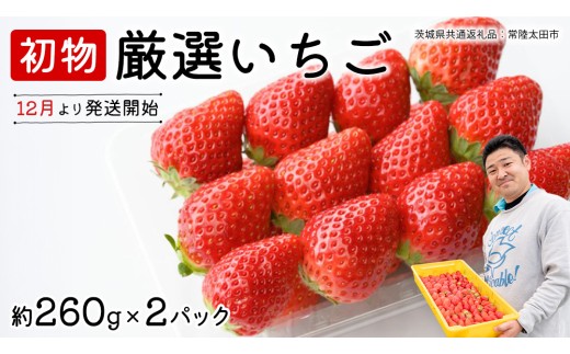 【 先行予約 】 初物 厳選いちご ( 2パック ×1箱 )【12月発送】( 茨城県共通返礼品 : 常陸太田市 ) いちご 数量限定 果物 くだもの フルーツ 苺 イチゴ ストロベリー 旬 厳選 いばらキッス ひたち姫 やよいひめ