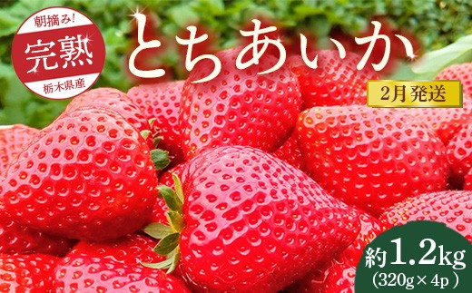 【先行予約】【2月発送】朝摘み！完熟とちあいか 1280g（320g×4p）　※離島への配送不可　※2026年2月上旬～2月下旬頃に順次発送予定