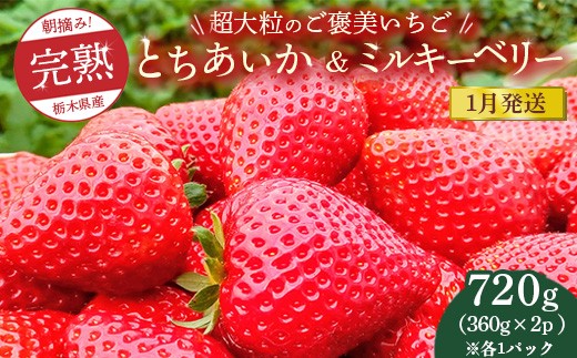 [先行予約][1月発送]1粒60g以上!超大粒の[ご褒美いちご]朝摘み完熟とちあいか&ミルキーベリー紅白セット 720g(360g×各2p) ※離島への配送不可 ※2026年1月上旬〜1月下旬頃に順次発送予定