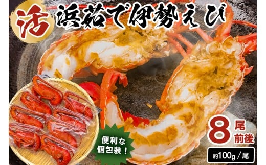 【先行受付：12月発送】【天然】ボイル冷凍伊勢海老　約100g×8本前後 mi0020-0002-12　【 魚介 海鮮 お祝い ギフト プレゼント 天然 海老 エビ 千葉 冷凍 ボイル】