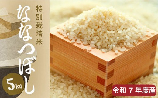 【R7年産新米先行予約】北海道産特別栽培米 アポイ米（ななつぼし）5kg