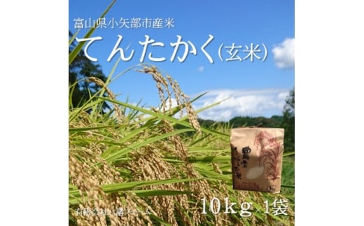 ＜2025年9月上旬頃から順次発送＞令和7年産米「てんたかく」(玄米)10kg×1袋【1655809】 2238642 - 富山県小矢部市