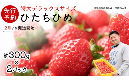 【 先行予約 】 ひたち姫 ( 2パック ) 特大 デラックス サイズ 【 2026年2月から発送開始 】( 茨城県共通返礼品 : 常陸太田市 ) いちご 数量限定 果物 くだもの フルーツ 苺 イチゴ ストロベリー 旬 大きい ひたち 甘い あまい