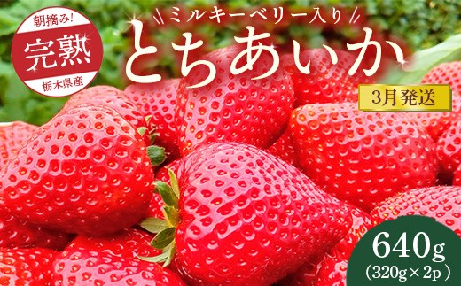[先行予約][3月発送]朝摘み!完熟とちあいか[ワンポイントにミルキーベリー入り]640g(320g×2p) ※離島への配送不可 ※2026年3月上旬〜3月下旬頃に順次発送予定