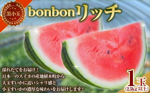 黒小玉 bonbonリッチ 1玉(2.5kg以上) スイカ すいか 西瓜 小玉スイカ 小玉すいか 小玉西瓜 小玉 果物 [2026年5月下旬発送開始]