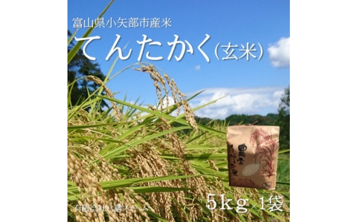 ＜2025年9月上旬頃から順次発送＞令和7年産米「てんたかく」(玄米)5kg×1袋【1655806】 2238641 - 富山県小矢部市