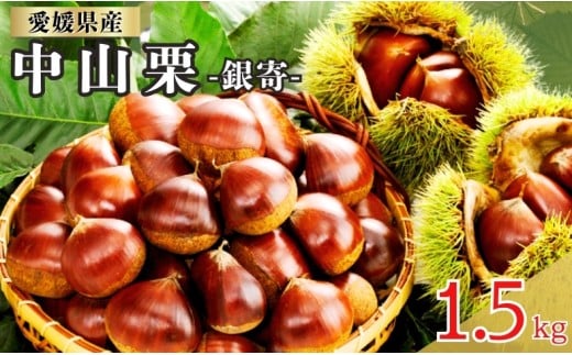 中山栗 銀寄 2Lサイズ 1.5kg 愛媛県ブランド 栗 クリ 冷蔵便 濃厚な甘み ホクホク 焼き栗 栗ごはん 中山町 伊予市 愛媛|B463 2240138 - 愛媛県伊予市