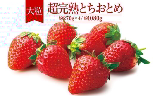 【先行受付:3月以降発送】いちご「茂木完熟いちご」 篠崎さんが育てた 朝どれ とちおとめ 大粒 約270g × 4パック 合計 約1080g | いちご イチゴ 苺 とちおとめ 完熟 果物 フルーツ 甘い あまい くだもの 旬 産地直送 栃木県産 篠崎いちご園 栃木県 茂木町 2259430 - 栃木県茂木町
