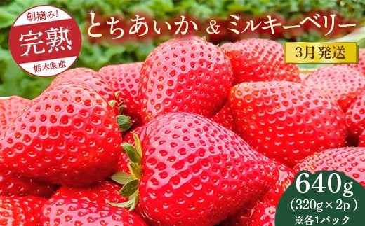 [先行予約][3月発送]朝摘み!完熟とちあいか&ミルキーベリーの紅白セット 640g(320g×2p(各1パック) ) ※離島への配送不可 ※2026年3月上旬〜3月下旬頃に順次発送予定