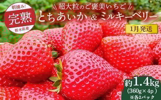 【先行予約】【1月発送】1粒60g以上！超大粒の《ご褒美いちご》朝摘み完熟とちあいか＆ミルキーベリー紅白セット 1440g(360g×各4p)　※離島への配送不可　※2026年1月上旬～1月下旬頃に順次発送予定