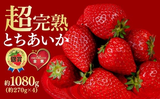 【先行受付:3月以降発送】いちご 鈴木ファームの完熟&朝採り とちあいか レギュラーサイズ 約270g × 4パック 合計1080g | いちご イチゴ 苺 とちあいか とちおとめ 完熟 甘い あまい 果物 フルーツ くだもの 旬 産地直送 栃木県産 鈴木ファーム 栃木県 茂木町 2259542 - 栃木県茂木町