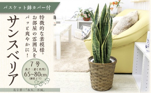 サンスベリア 7号 バスケット鉢カバー 土の表面:ウッドチップ【観葉植物 植物 サンスベリア 7号 バスケット 鉢付 インテリア 部屋 室内 オフィス 癒し エコ グリーン マイナスイオン リラックス オシャレ おしゃれ ギフト プレゼント 贈り物 人気 おすすめ  福岡県筑前町 送料無料 AG019】 970740 - 福岡県筑前町