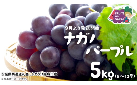 ナガノパープル 5kg (8〜12房)[2025年9月より発送開始](茨城県共通返礼品 [ぶどう]:結城市産) 葡萄 黒ぶどう 旬 お取り寄せ フルーツ 希少品種 デザート