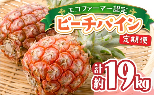 定期便 2ヶ月 絶品ピーチパイン 約9.5kg 【P-SOU/P】2026年 先行予約 ★たっぷり大家族サイズ★ 西表島 初エコファーマー認定 パイン 果物 フルーツ 2回 お楽しみ【036-a009】