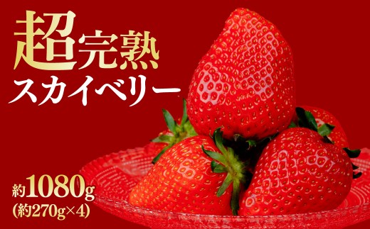 【先行受付:2月以降発送】いちご 鈴木ファームの朝摘み厳選『スカイベリー』レギュラーサイズ 約270g × 4パック 合計 約1080g | いちご イチゴ 苺 スカイベリー 完熟 甘い あまい 果物 フルーツ くだもの 旬 産地直送 栃木県産 鈴木ファーム 栃木県 茂木町 2259535 - 栃木県茂木町