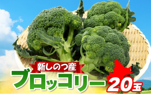 北海道 新しのつ産 ブロッコリー 20玉 グリーン野菜 旬 野菜 甘い お取り寄せ 国産 農作物 JA新しのつ 送料無料 新篠津村 2237875 - 北海道新篠津村