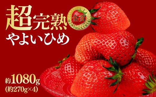 【先行受付:2月以降発送】いちご 鈴木ファームの完熟&朝摘み やよいひめ レギュラーサイズ 約270g × 4パック 合計 約1080g | いちご イチゴ 苺 やよいひめ 甘い あまい 完熟 果物 フルーツ くだもの 旬 産地直送 栃木県産 鈴木ファーム 栃木県 茂木町 2259537 - 栃木県茂木町