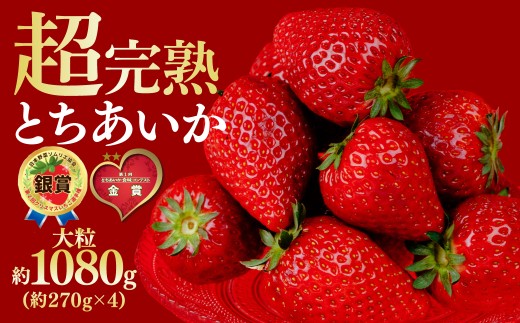 【先行受付：2月以降発送】いちご 鈴木ファームの完熟＆朝採れ とちあいか 大粒 約270g × 4パック 合計 約1080g | いちご イチゴ 苺 とちあいか とちおとめ 完熟 甘い あまい 果物 フルーツ くだもの 旬 産地直送 栃木県産 鈴木ファーム 栃木県 茂木町 2259541 - 栃木県茂木町