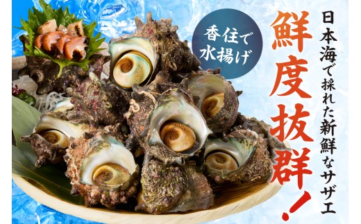 日本海で採れたサザエは鮮度抜群なんです！