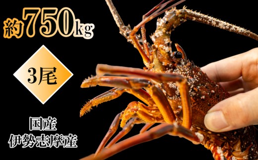 国産伊勢海老約750g 3尾でお届け