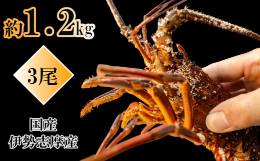 国産伊勢海老約1.2kg 3尾でお届け