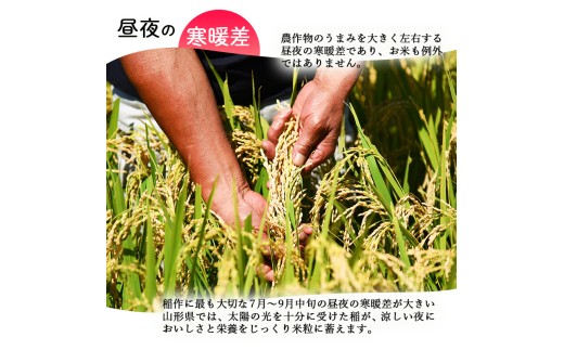 山形県寒河江市のふるさと納税 ＜ 2026年3月下旬＞ 令和7年産 はえぬき 5kg（5kg×1袋）清流寒河江川育ち 山形産はえぬき 2025年産　017-C-JA007-202603下