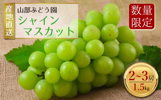 【予約】シャインマスカット 2～3房（約1.5㎏） 山部ぶどう園 予約商品 希少 シャインマスカット ぶどう旬 新鮮 期間限定 皮ごと ブドウお取り寄せ　熊本県　阿蘇市 2240049 - 熊本県阿蘇市