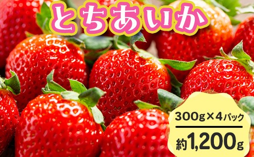 【先行予約】とちあいか 290g×4パック 計1160g｜いちご イチゴ 苺 贈答用 ギフト 風袋入り 平詰め ハンモックトレー 果物 くだもの フルーツ 数量限定 しおやブランド いちごソムリエ 栃木県 	塩谷町 ※2026年1月中旬～3月下旬頃に順次発送予定 ※離島への配送不可