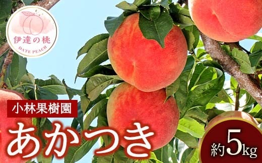 【2026年出荷分先行予約】福島県産 あかつき 約5kg (14～20玉) 小林果樹園 伊達の桃 桃 フルーツ 果物 もも モモ momo F20C-591