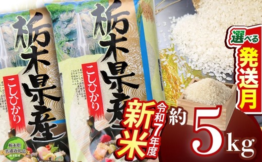 【11月発送】コシヒカリ 5kg【栃木県共通返礼品】 | 米 こめ コメ kome 白米 精米 お米 こしひかり ｺｼﾋｶﾘ 新米 栃木米 令和7年度米 令和7年度 2025年度米 2025年度 ブランド米 栃木県 特産品 送料無料 栃木県 下野市 しもつけ市 2239977 - 栃木県下野市