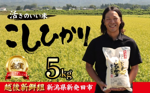【2026年2月発送】金賞米 コシヒカリ 5kg 令和7年産 こしひかり 精米 白米 ご飯 おにぎり 弁当 新潟県産 新発田産 新潟 米 お米 こめ 受賞 越後新鮮組 新潟県 米 新潟県 新発田市 shinsengumi001_202602