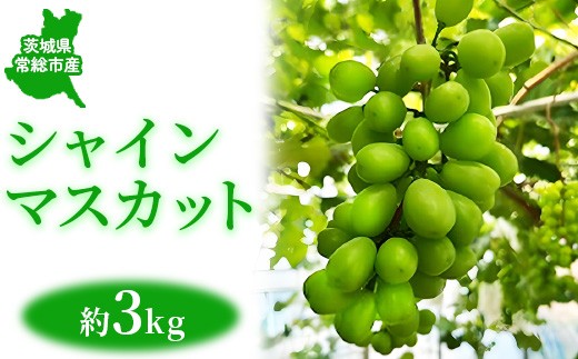 茨城県常総市産 シャインマスカット 約3kg|ぶどう ブドウ 葡萄 果物 フルーツ 贈り物 ※2026年8月中旬~9月中旬頃に順次発送予定 2217737 - 茨城県常総市