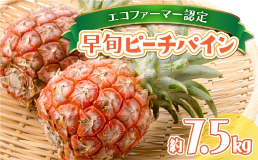 夏まで待ちきれない！早旬 ピーチパイン 約7.5kg 【F-SOU】 2026年 先行予約 ★ファミリーサイズ★西表島 初エコファーマー認定　【036-a004_2026】