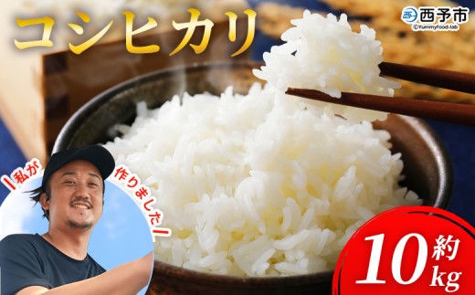 新米＜令和7年産 愛媛県西予市産 コシヒカリ 10kg＞ 10キロ こしひかり 国産 宇和米 お米 コメ ライス こめ ごはん 白米 精米 米 西予応援米 愛媛県産 宇和町産 KAZUファーム 愛媛県 西予市【常温】『2025年10月～12月に順次発送予定』