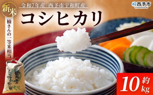 新米 ＜令和7年産 コシヒカリ 約10kg 西予市宇和町産＞ 白米 精米 楠さんの一等米相当 こしひかり お米 コメ こめ 米 ご飯 ごはん 穀物 ライス 愛媛県 西予市【常温】『2025年9月上旬から順次出荷予定』