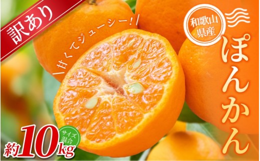 【訳あり】 森本農園の手選別 ポンカン 約10kg 和歌山県産 サイズ混合 【2026年1月上旬～2月上旬頃に順次発送】【RN15】【mrmt015】 1448572 - 和歌山県由良町