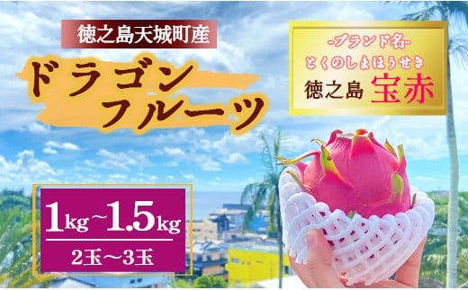 【2025年発送】天城町産 徳之島宝赤 プレミアム ドラゴンフルーツ  赤玉 1～1.5kg(2玉～3玉) トロピカルフルーツ フルーツ 果物 果実 ピタヤ