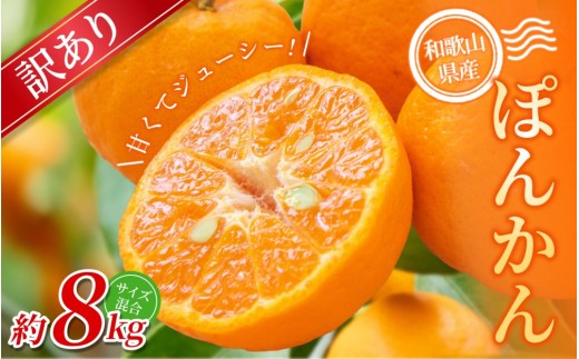 【訳あり】 森本農園の手選別 ポンカン 約8kg 和歌山県産 サイズ混合 【2026年1月上旬～2月上旬頃に順次発送】【mrmt045】 2187649 - 和歌山県由良町