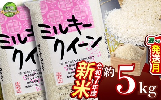【10月発送】ミルキークイーン 5kg【栃木県共通返礼品】 | 米 こめ コメ kome 白米 精米 お米 みるきー みるきーくいーん ﾐﾙｷｰｸｲｰﾝ Milky queen ミルキークウィーン  モチモチ ふっくら もち米風 炊き込み 新米 栃木米 令和7年度米 令和7年度 2025年度米 ブランド米 栃木県 特産品 送料無料 栃木県 下野市 しもつけ市