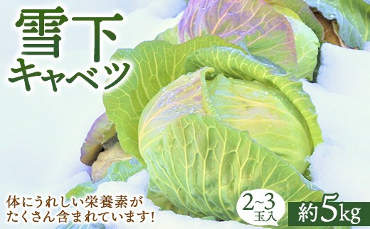 ［2025年先行予約］雪下キャベツ（2～3玉入/1箱 約5kg） | ブランド野菜 甘み 旨み 産地直送 ※沖縄・離島への配送不可 ※2026年1月上旬頃より順次発送予定 2239831 - 福島県猪苗代町