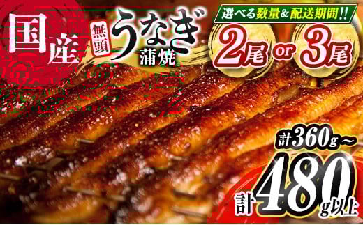 ＜選べる 数量 配送月＞高評価!! うなぎ 鰻楽 国産 蒲焼 2尾 3尾 人気 無頭 おすすめ 冷凍 簡単調理 個包装 鰻 魚介 贈答品 ギフト 贈り物【B555-C444-mult】