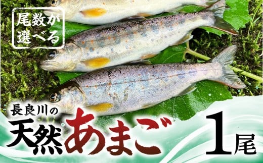【ふるさと納税】尾数が選べる 郡上産 長良川の天然あまご 1尾 / 食品 魚介類 水産加工品 その他水産物 アマゴ 5000円 G0079a 2239085 - 岐阜県郡上市